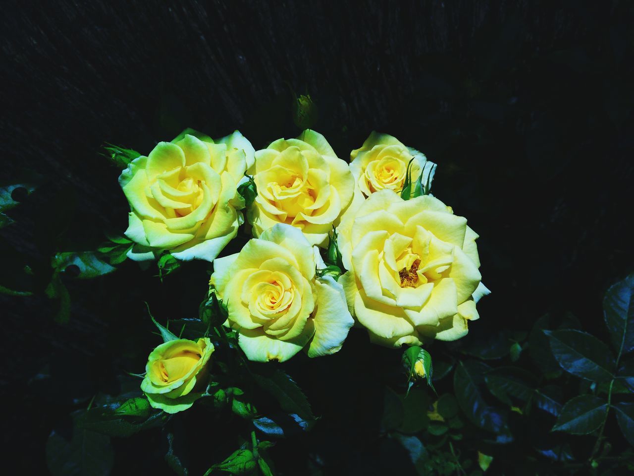 Roses, yellow roses