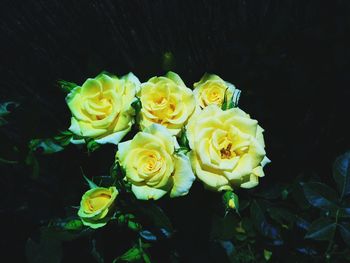 Close-up of roses at night