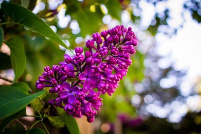 Close-up of magenta flowers blooming outdoors