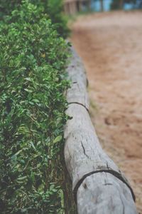 Close-up of tree trunk