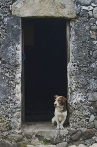 Dog looking at entrance