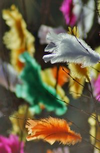 Close-up of feather on plant