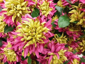 Close-up of pink flowering plants