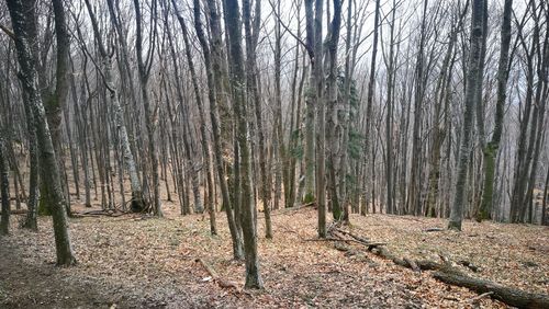 Bare trees in forest