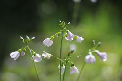 Spring flowers