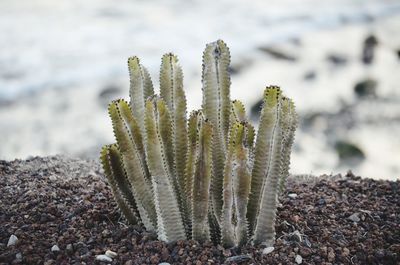 Close-up of succulent plant on field during winter