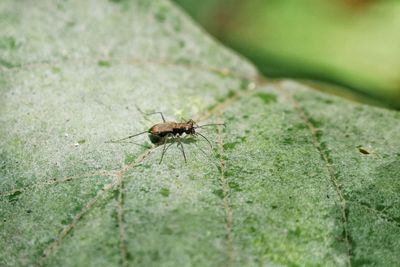 Close-up of insect on leaf