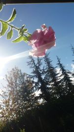 Low angle view of flower trees against sky