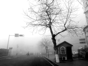 Bare trees in foggy weather