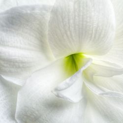 Full frame shot of white flower