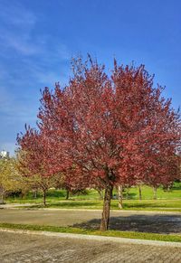 Trees growing on field