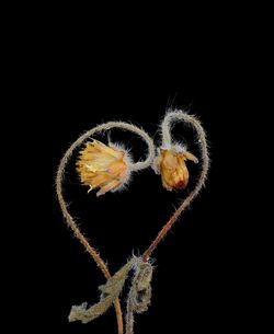 Close-up of jellyfish against black background