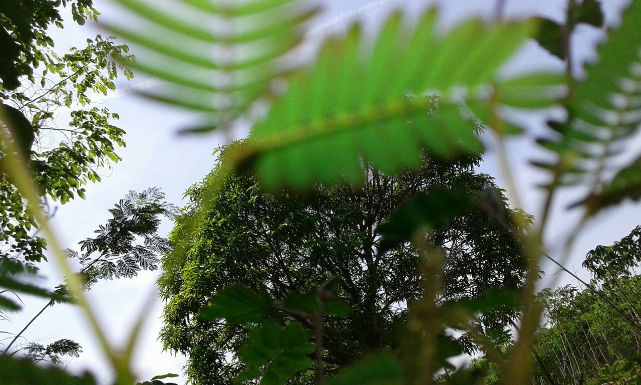 growth, plant, focus on foreground, close-up, nature, green color, leaf, beauty in nature, spider web, freshness, day, tranquility, outdoors, selective focus, fragility, no people, water, stem, tree, growing