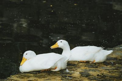 Close-up of white background