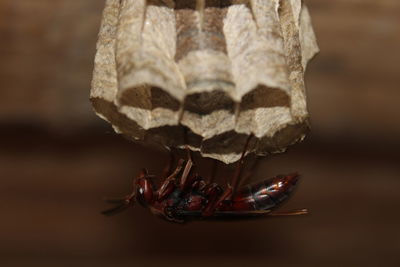 Close-up of grasshopper