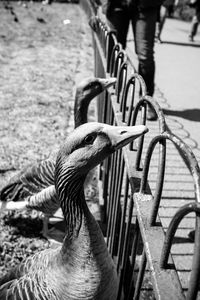 Close-up of geese by railing on sunny day