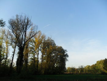 Trees on landscape against blue sky