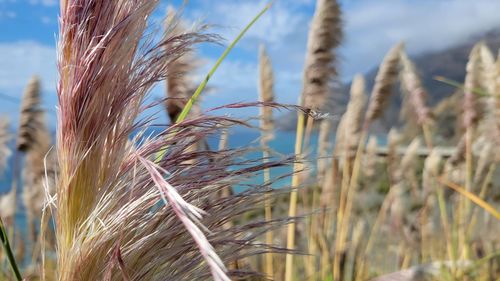 Close-up of stalks in field against sky