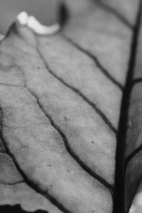 Close-up of leaf