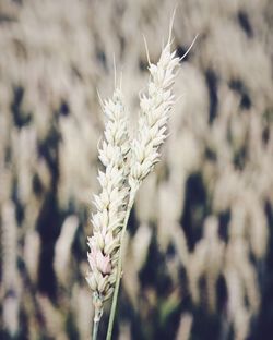 Close-up of plant against blurred background