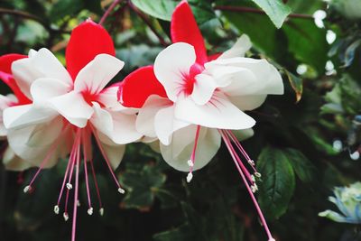 Close-up of flower blooming outdoors