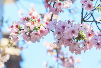 Close-up of pink cherry blossoms in spring