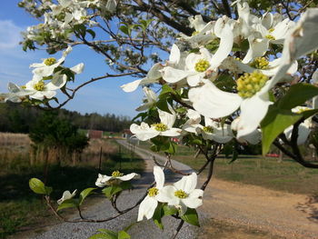 Close-up of white flowers blooming on tree