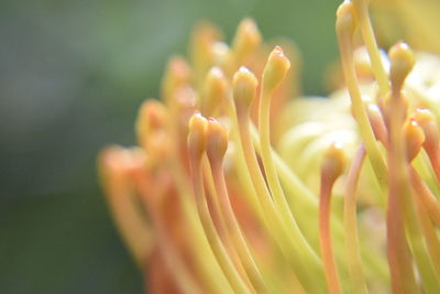 Close-up of flowering plant