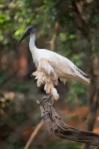 Close-up of bird perching on branch