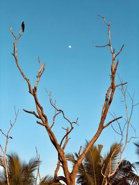 Low angle view of bare tree against clear blue sky