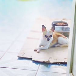 Portrait of dog on floor