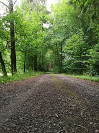 Road amidst trees in forest