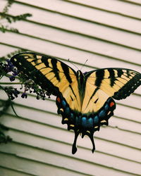 Close-up of butterfly