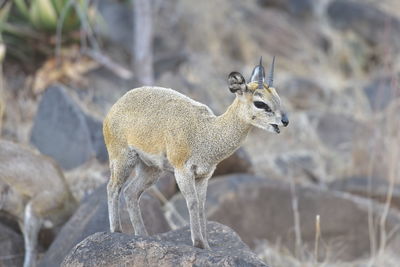 Deer standing on rock