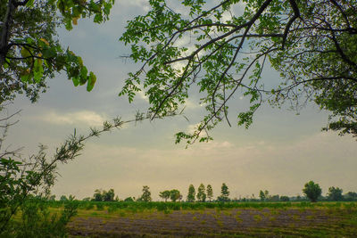 Trees on field against sky