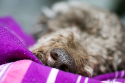 Close-up of a dog sleeping