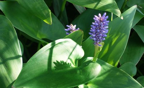 Close-up of purple flowering plant