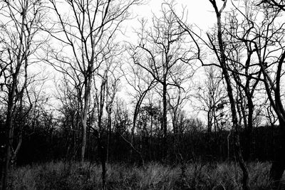 Silhouette bare trees on field against sky