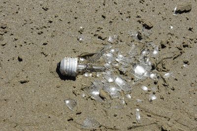 High angle view of shell on sand