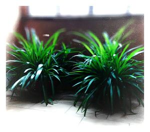 View of palm trees