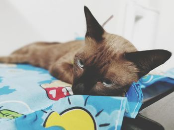 Close-up of a cat resting on bed