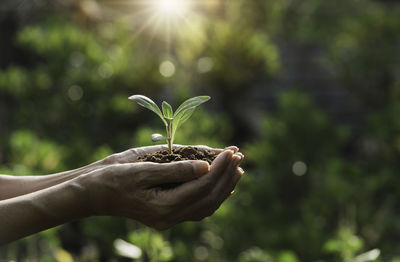 Close-up of hand holding plant