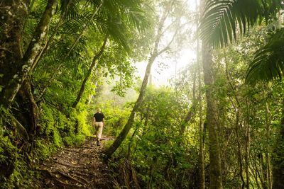 Rear view of woman walking in forest