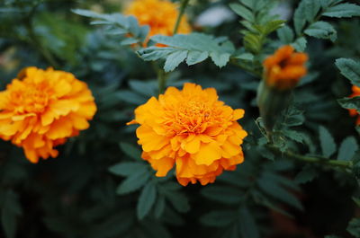Close-up of orange marigold flower