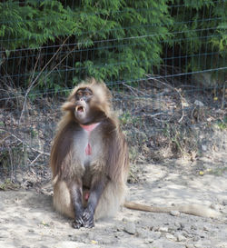 Monkey sitting by lake