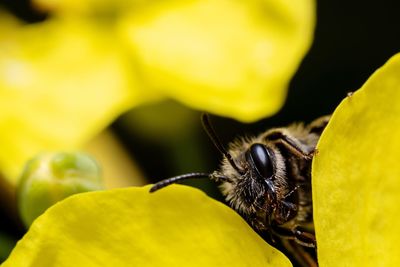 Close-up of butterfly pollinating on yellow flower