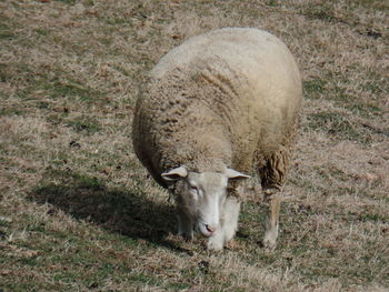 Sheep on field