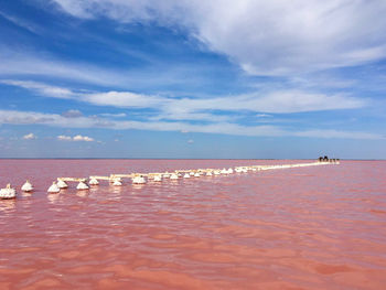 View of birds on beach against sky