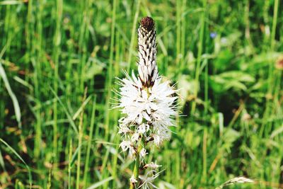 Close-up of butterfly on white flower