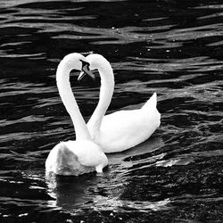 Swan in water